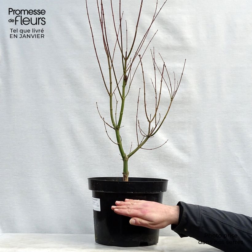 Acer palmatum Orange Dream - Acero giapponese Vaso da 7,5L/10L esemplare consegnato in inverno