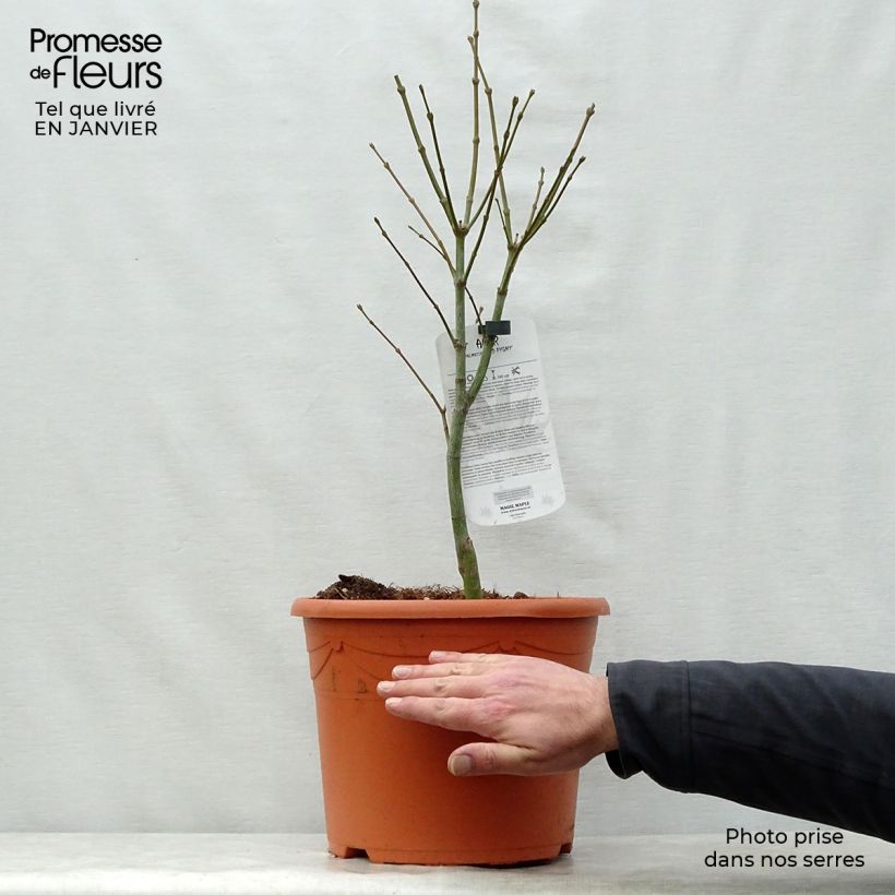 Acer palmatum Red Pygmy - Acero giapponese Vaso da 12L/15L esemplare consegnato in inverno