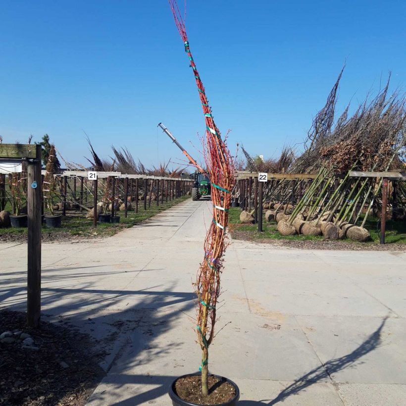Acer palmatum Sangokaku - Acero giapponese Vaso da 50L/55L esemplare consegnato in primavera