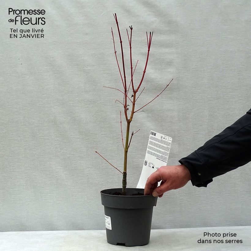 Acer palmatum Sangokaku - Acero giapponese Vaso da 2L/3L esemplare consegnato in inverno