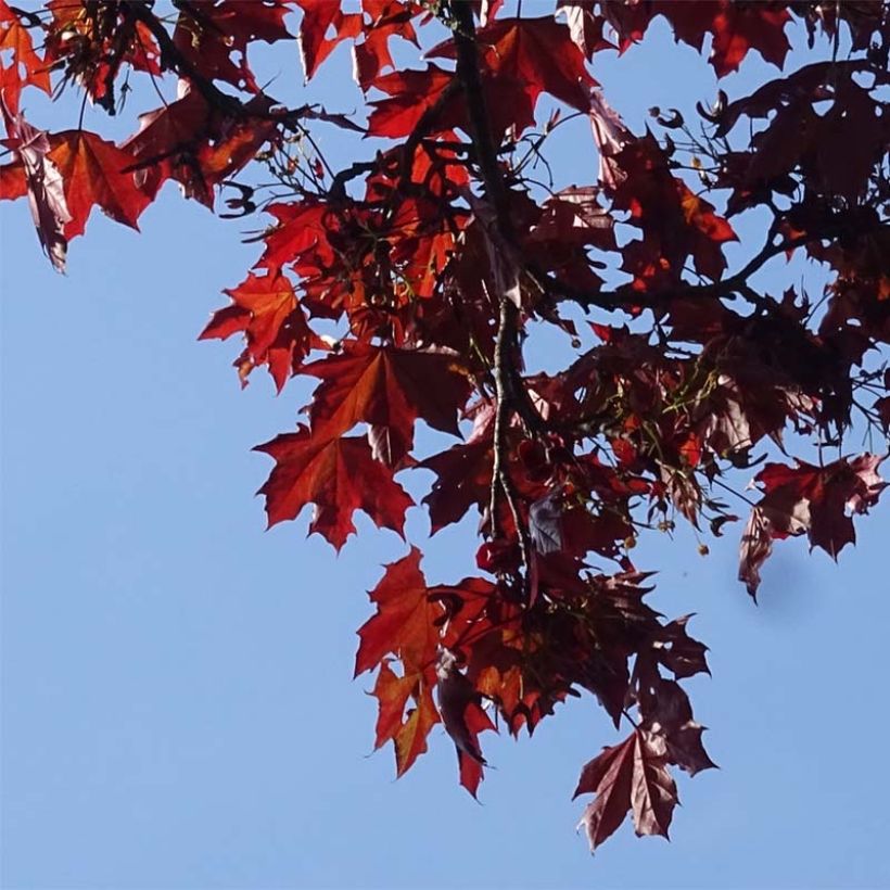 Acer platanoides Royal Red - Acero riccio (Fogliame)