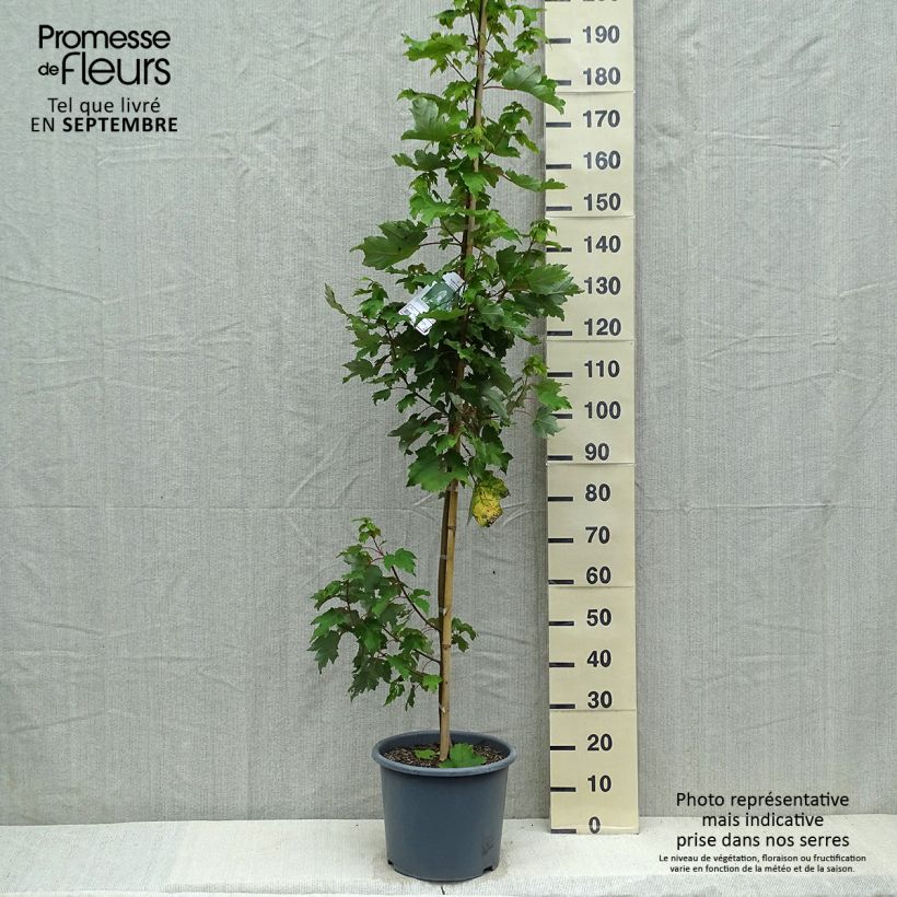 Esemplare di Acer rubrum Armstrong - Acero Rosso Vaso da 12L/15L come consegnato in autunno