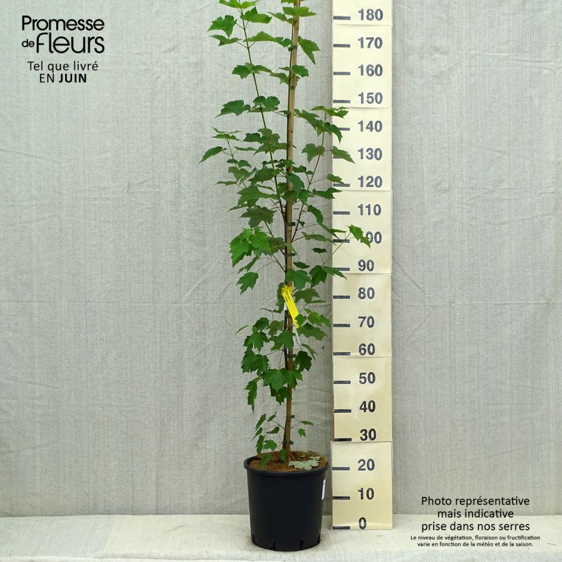 Esemplare di Acer rubrum Fairview Flame - Acero Rosso Vaso da 12L/15L consegnato in estate