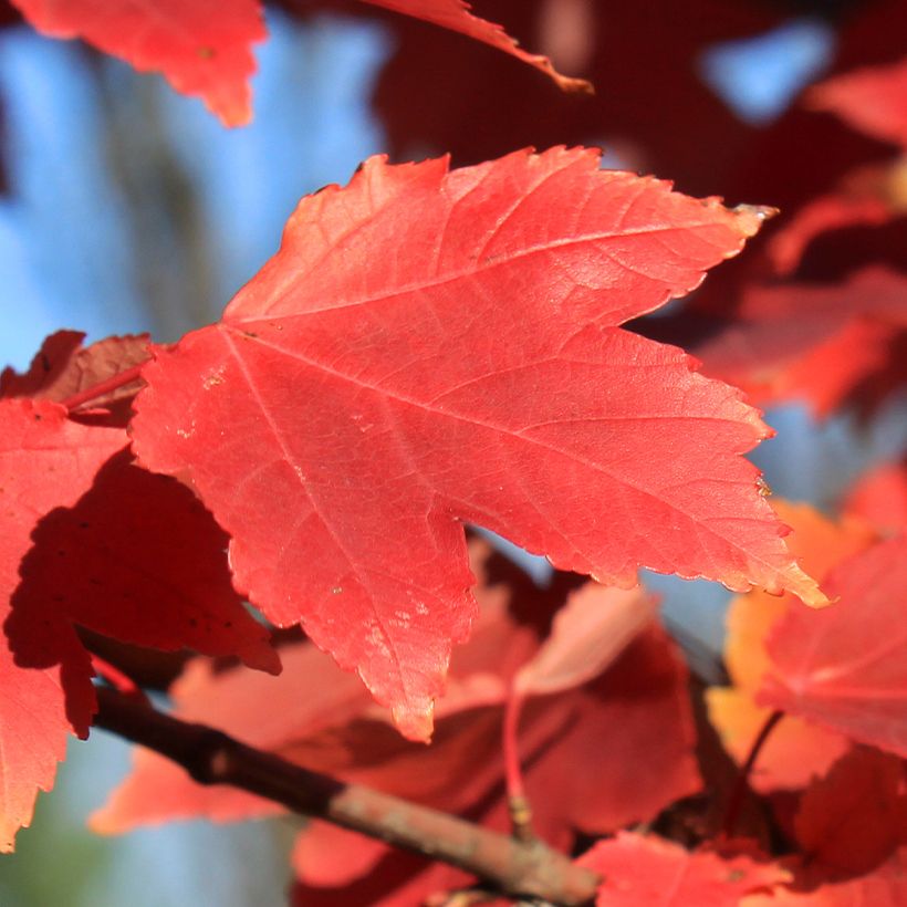 Acer rubrum Fairview Flame - Acero Rosso (Fogliame)