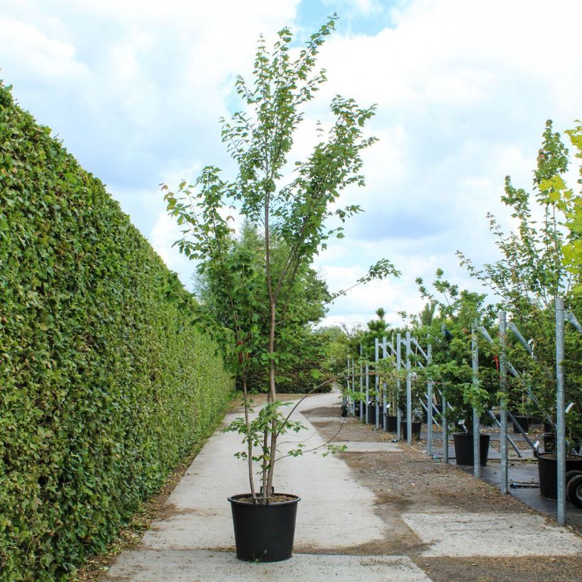 Acer rubrum - Acero Rosso Vaso da 80L/90L esemplare consegnato in primavera