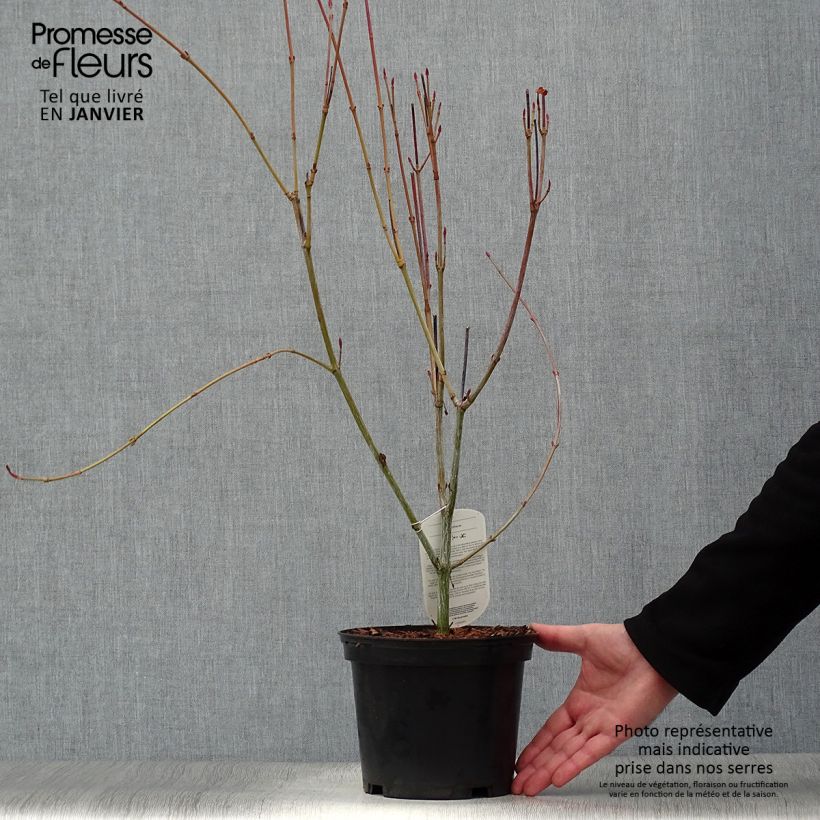 Acer rufinerve - Acero pelle di serpente Vaso da 4L/5L esemplare consegnato in inverno