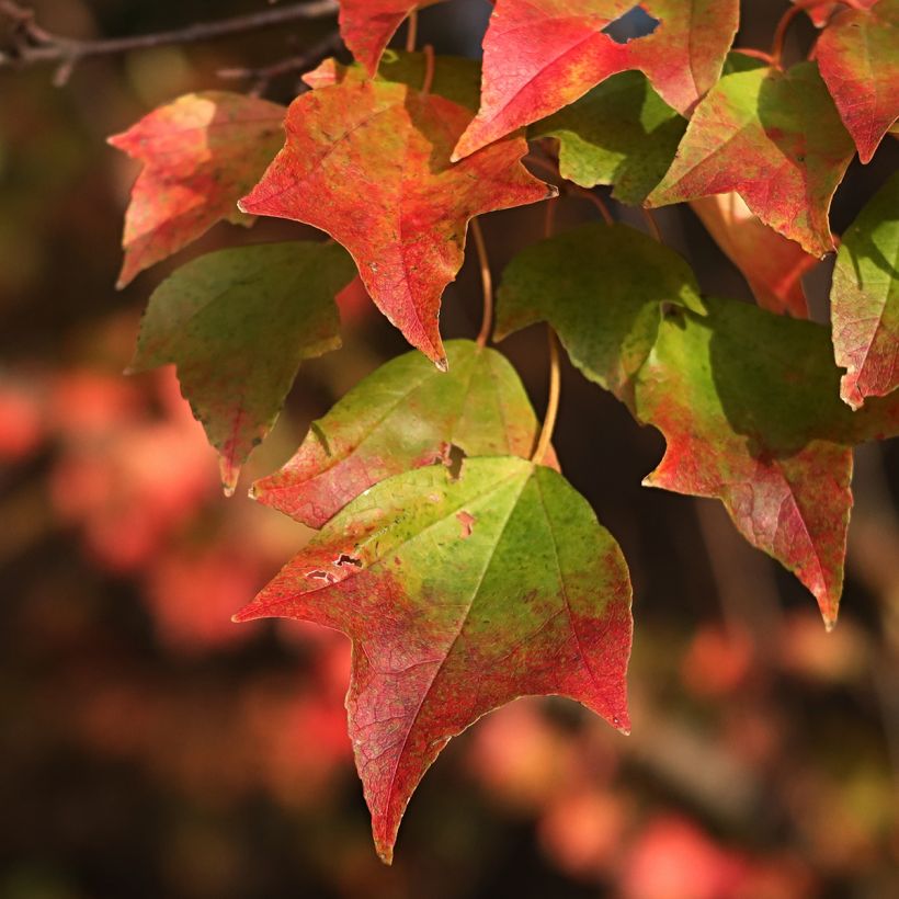 Acer buergerianum (semil) - Acero tridente (Fogliame)