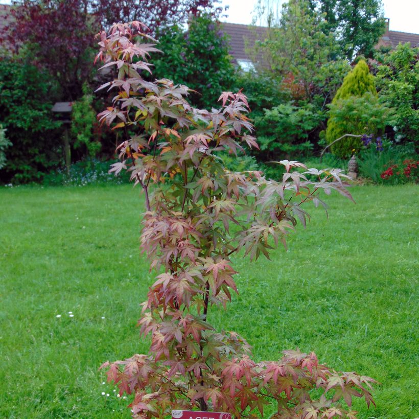 Acer palmatum Redwine - Acero giapponese (Porto)