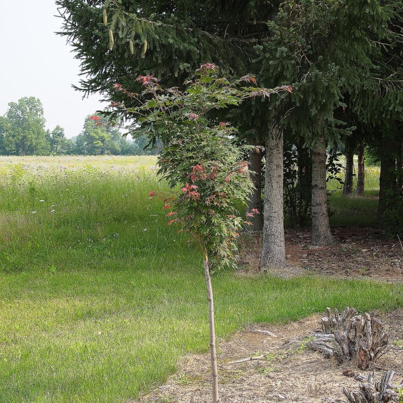 Acer pseudosieboldianum North Wind (Porto)