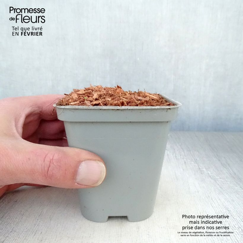 Levisticum officinale - Levistico Vasetto da 8/9 cm esemplare consegnato in inverno