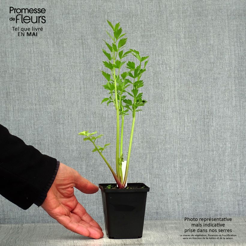 Levisticum officinale - Levistico Vasetto da 8/9 cm esemplare consegnato in primavera