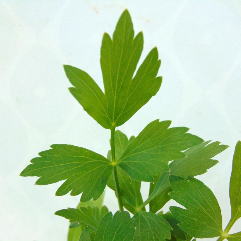 Levisticum officinale - Levistico (Fogliame)
