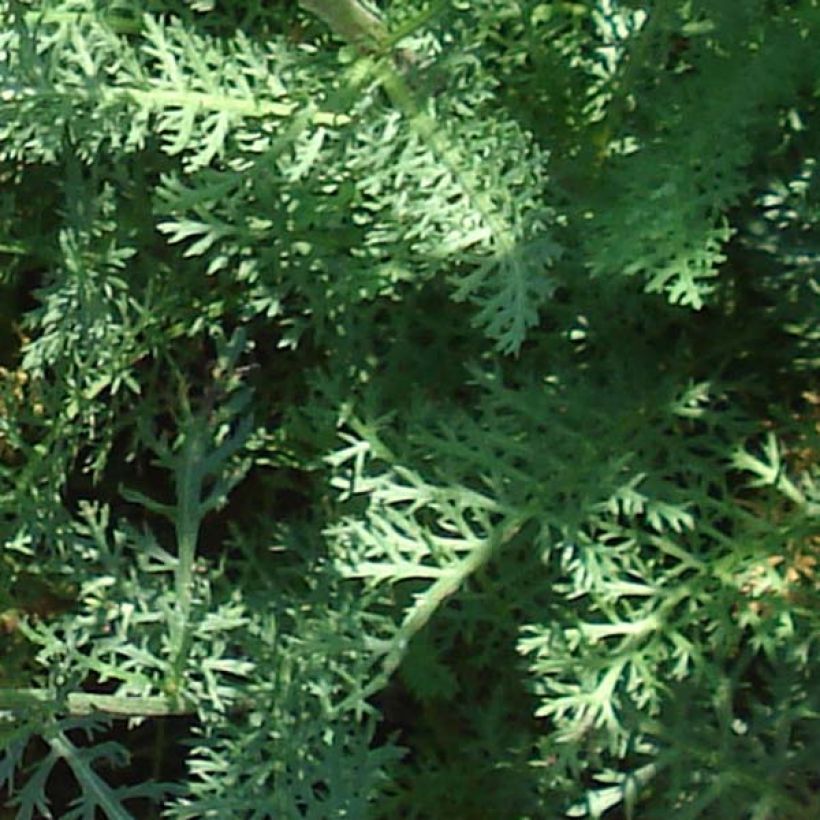 Achillea millefolium Saucy Seduction (Fogliame)