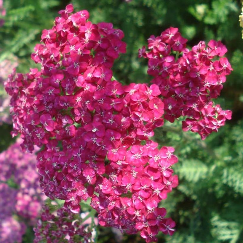 Achillea millefolium Saucy Seduction (Fioritura)