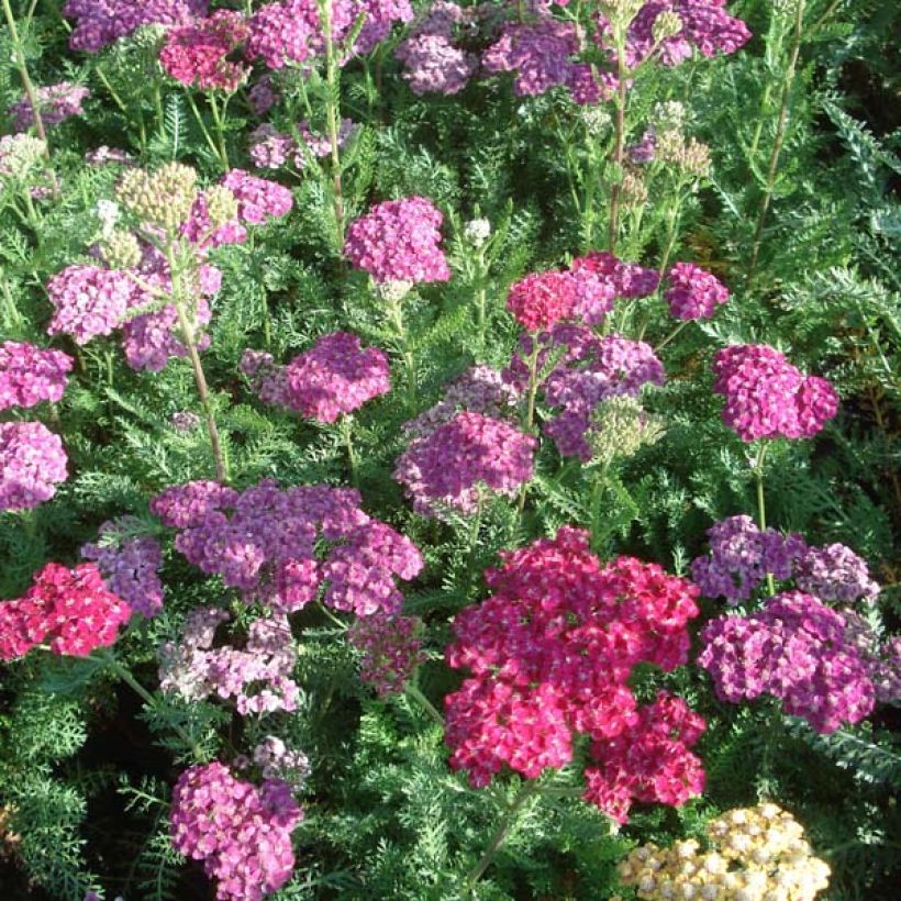 Achillea millefolium Saucy Seduction (Porto)