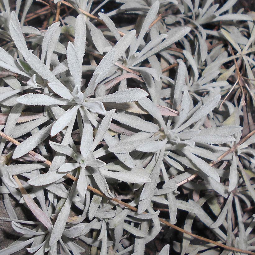 Achillea ageratifolia (Fogliame)