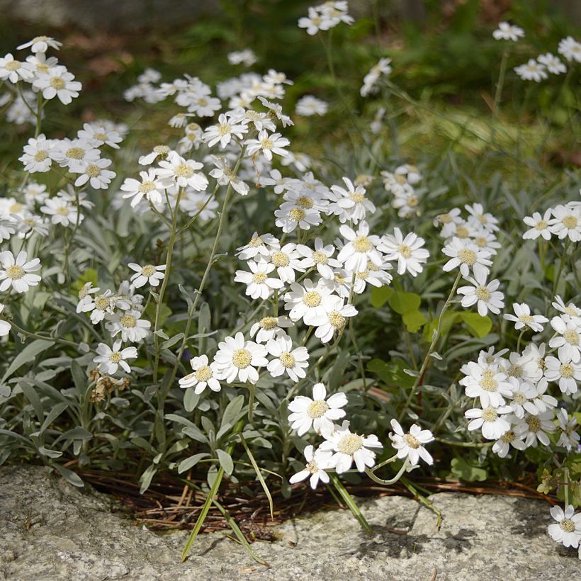 Achillea ageratifolia (Porto)