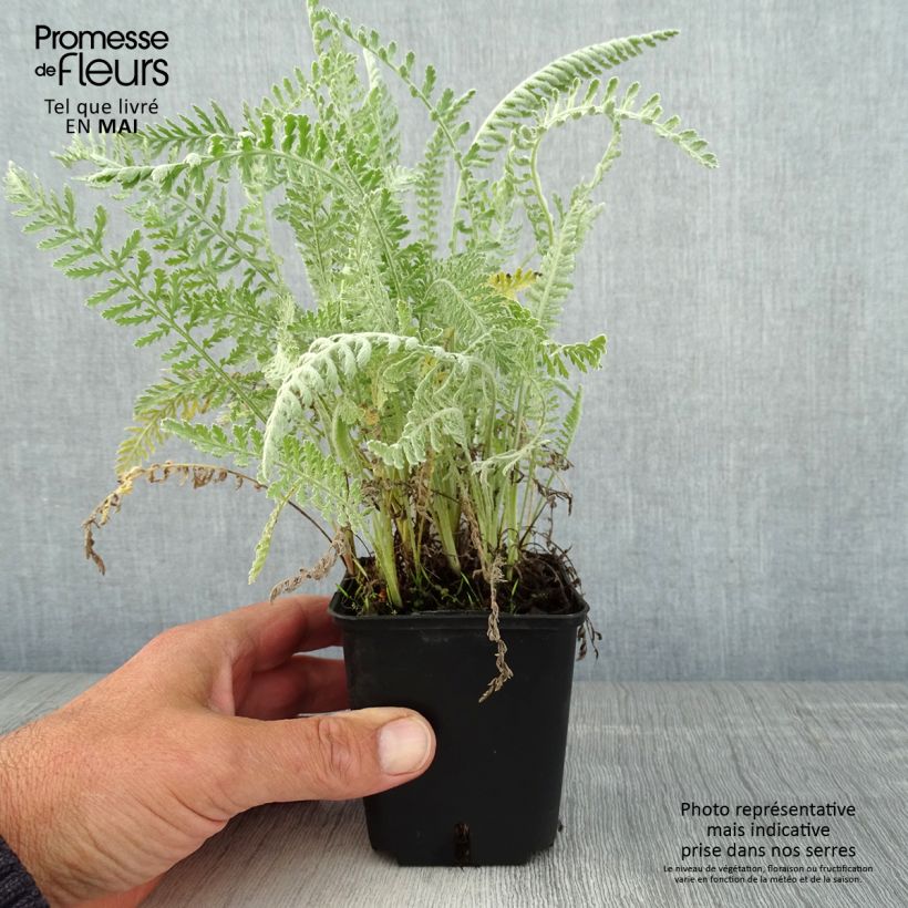 Achillea clypeolata Vasetto da 8/9 cm esemplare consegnato in primavera