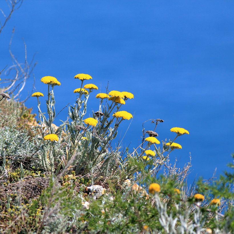 Achillea clypeolata (Porto)