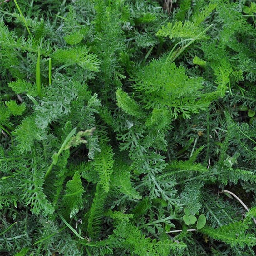 Achillea millefolium Jacqueline (Fogliame)