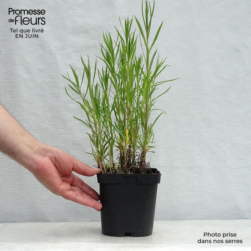 Esemplare di Achillea ptarmica Boule de Neige Vaso da 2L/3L consegnato in estate