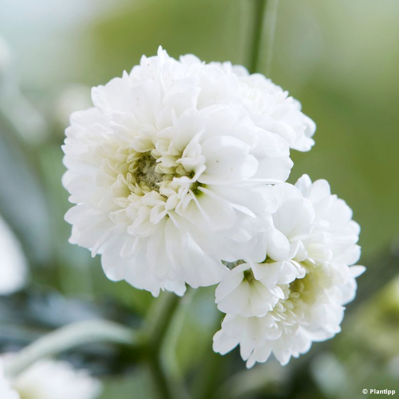 Achillea ptarmica Diadem (Fioritura)