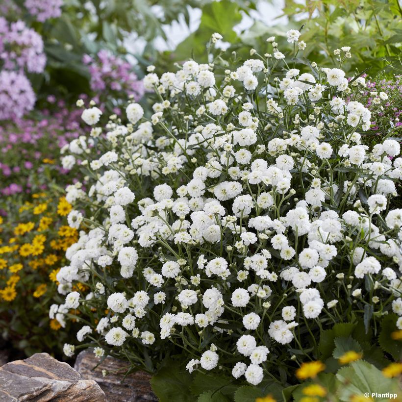 Achillea ptarmica Diadem (Porto)