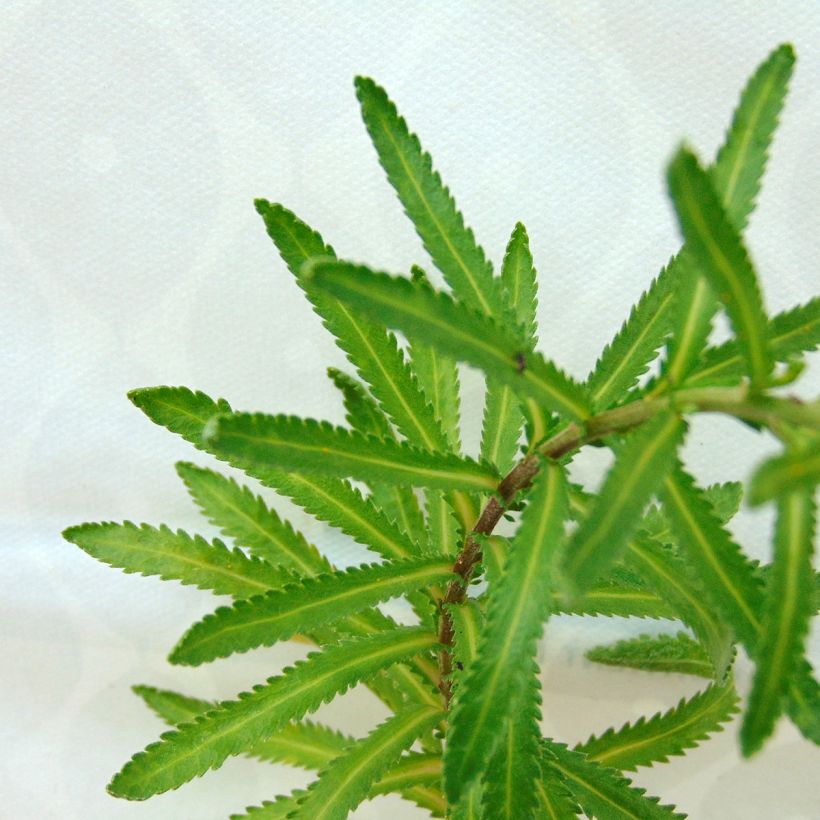 Achillea sibirica subsp. camtschatica Love Parade (Fogliame)