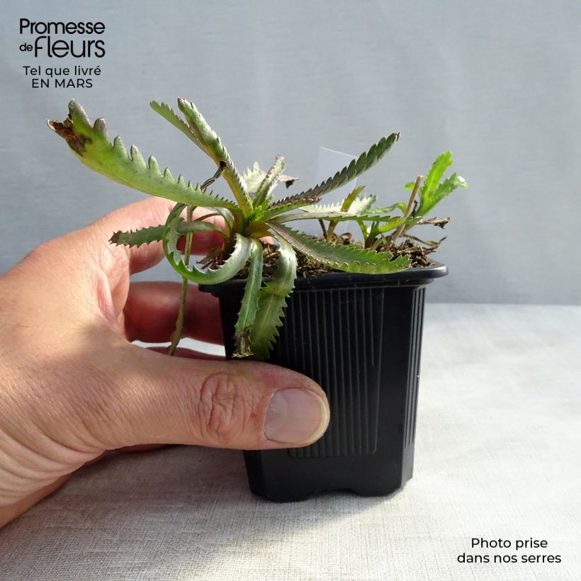 Achillea sibirica subsp. camtschatica Love Parade Vasetto da 8/9 cm esemplare consegnato in inverno