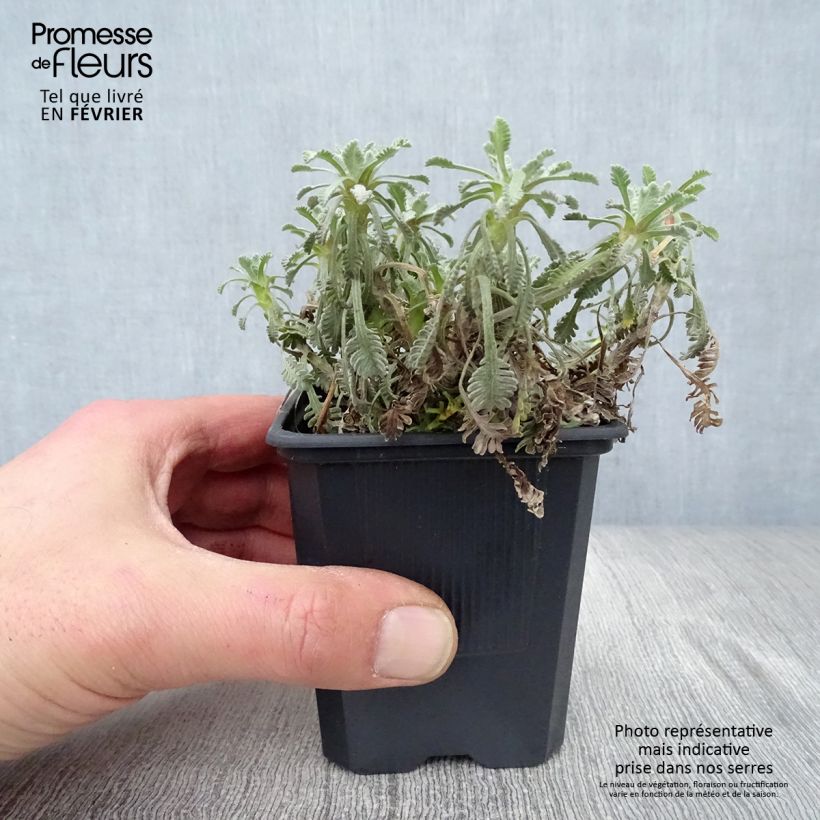 Achillea umbellata Vasetto da 8/9 cm esemplare consegnato in inverno