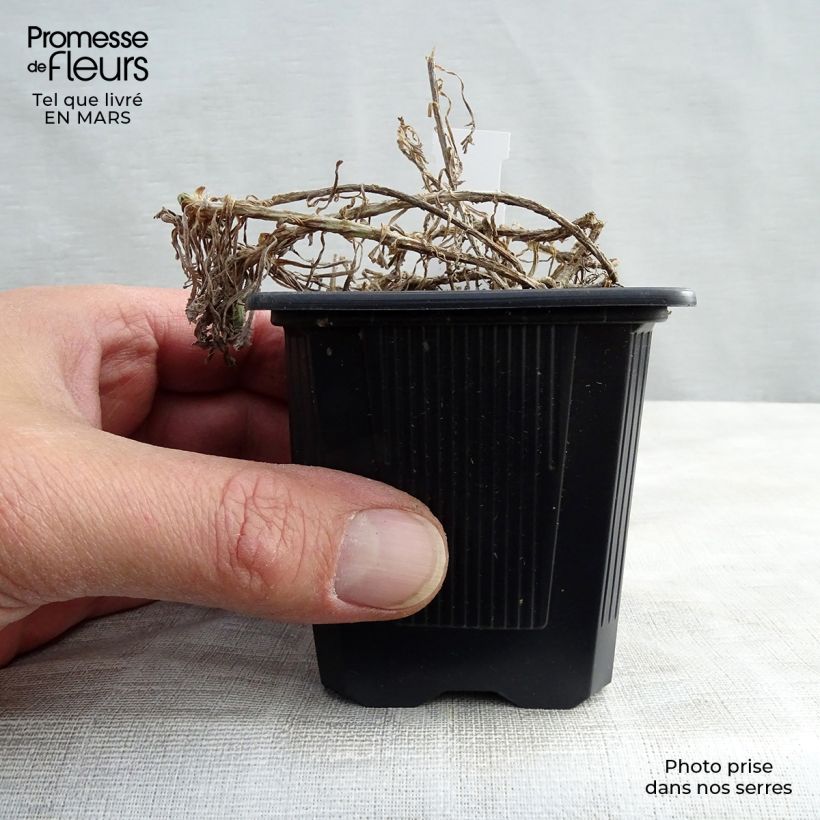 Achillea umbellata Vasetto da 8/9 cm esemplare consegnato in primavera