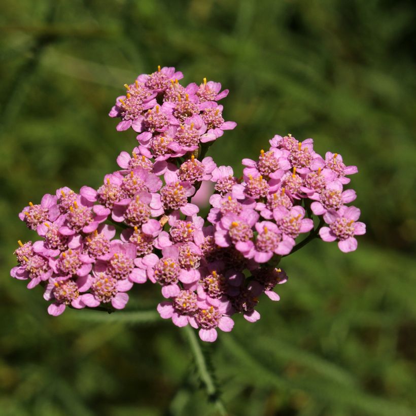 Achillea asplenifolia (Fioritura)