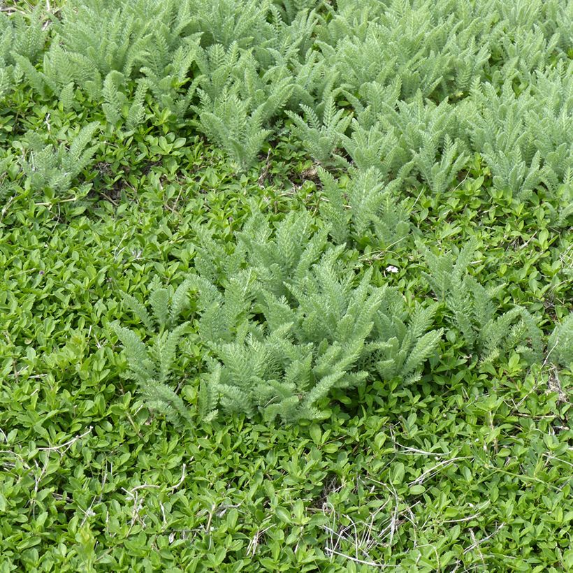 Achillea crithmifolia (Porto)