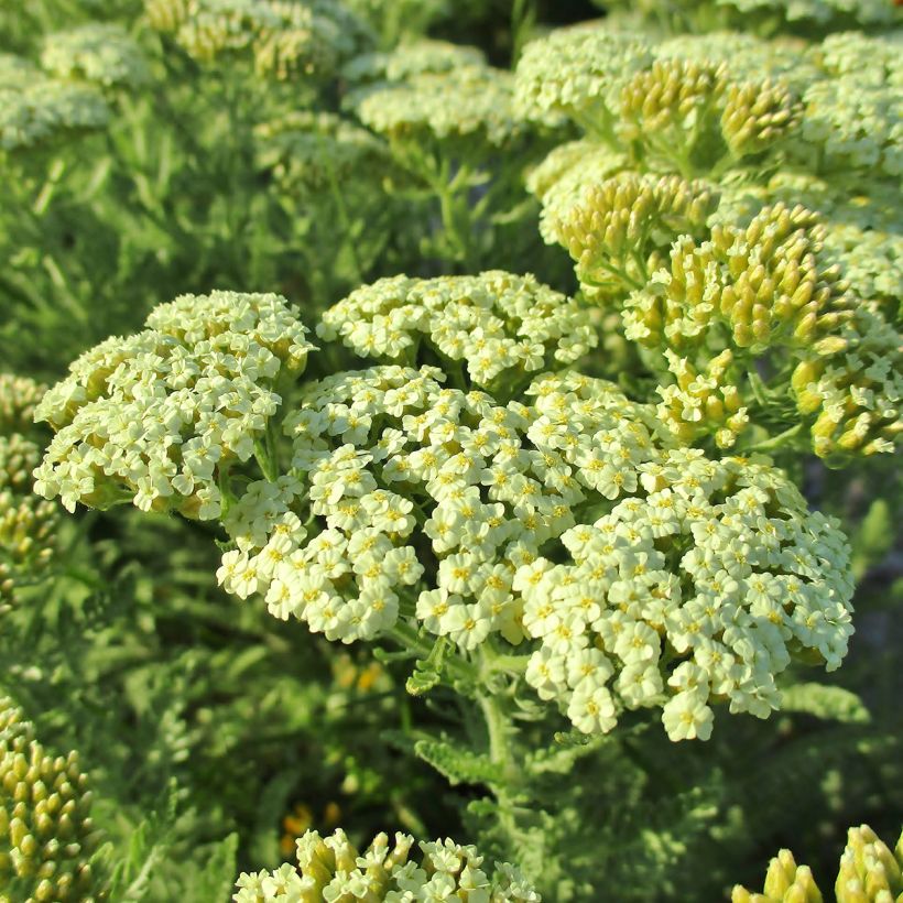 Achillea crithmifolia (Fioritura)
