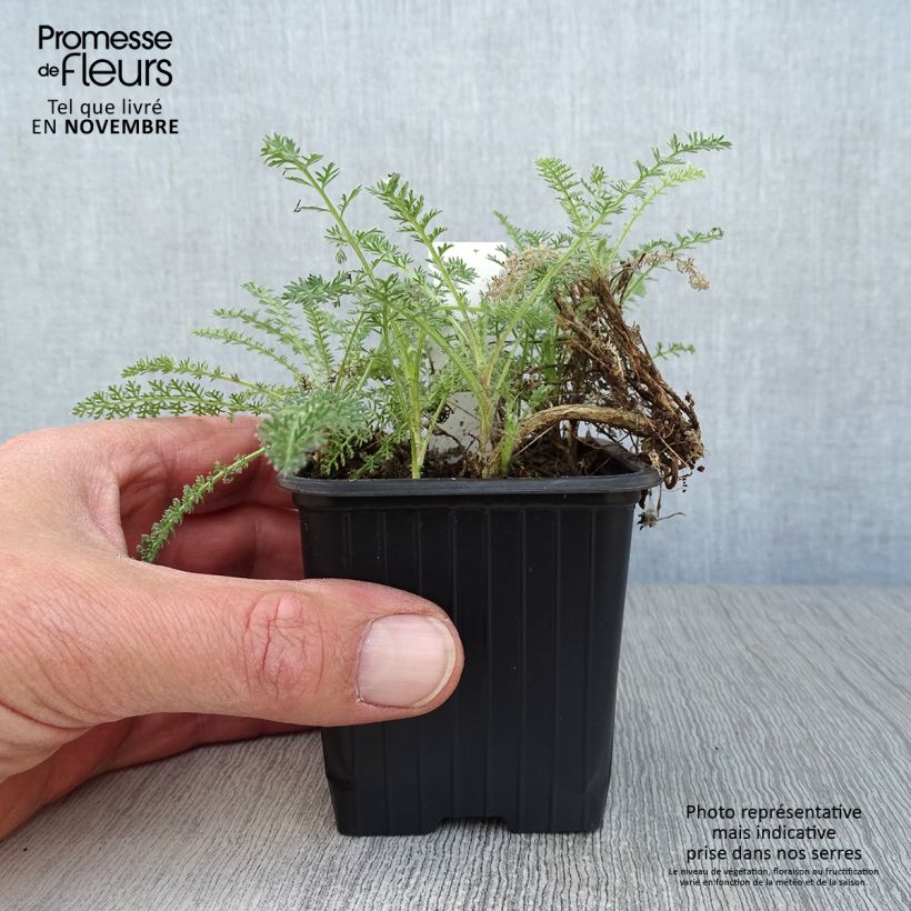 Esemplare di Achillea crithmifolia Vasetto da 8/9 cm come consegnato in autunno