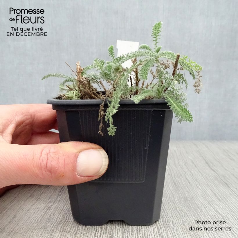 Achillea crithmifolia Vasetto da 8/9 cm esemplare consegnato in inverno