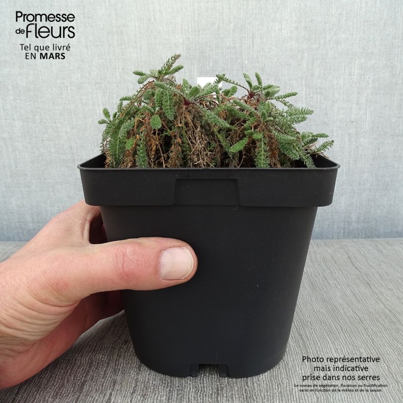 Achillea crithmifolia Vaso da 2L/3L esemplare consegnato in inverno
