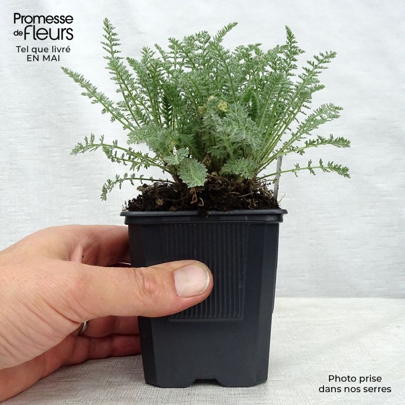 Achillea crithmifolia Vasetto da 8/9 cm esemplare consegnato in primavera