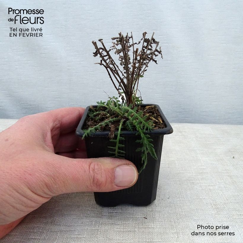 Achillea filipendulina Parker's Variety Vasetto da 8/9 cm esemplare consegnato in inverno