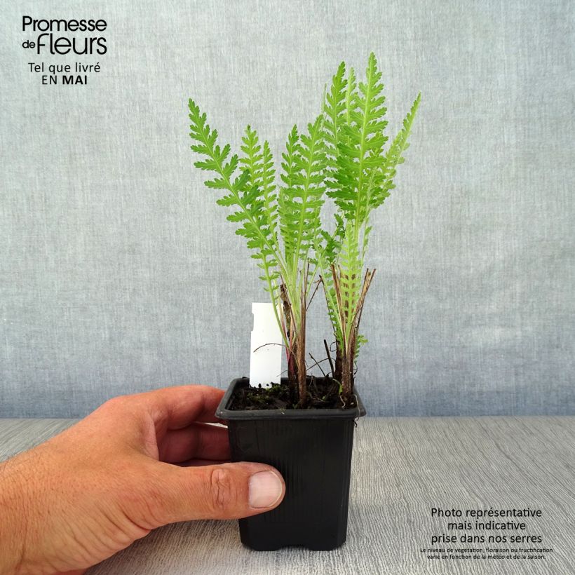 Achillea filipendulina Parker's Variety Vasetto da 8/9 cm esemplare consegnato in primavera