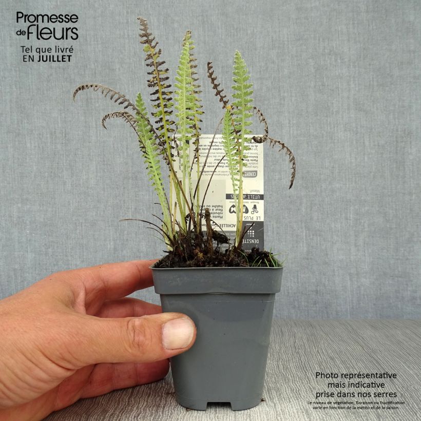 Esemplare di Achillea Coronation Gold Vasetto da 8/9 cm consegnato in estate