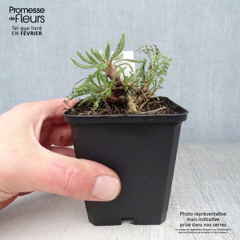 Achillea Coronation Gold Vasetto da 8/9 cm esemplare consegnato in inverno