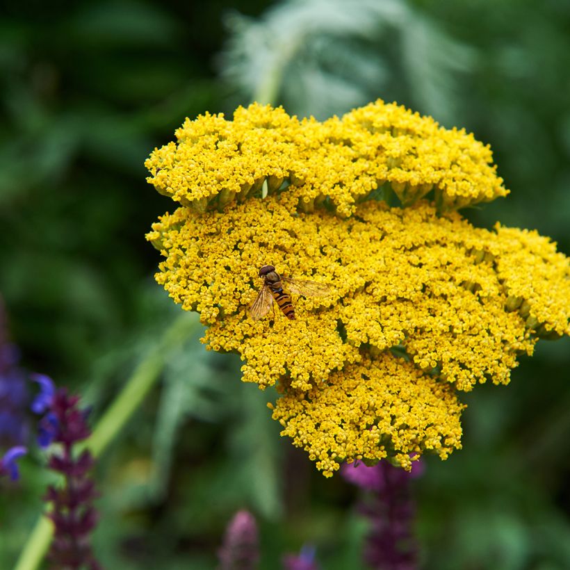 Achillea Coronation Gold (Fioritura)