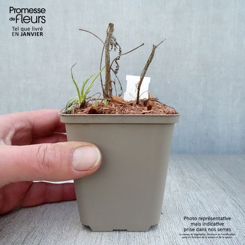 Achillea Credo Vasetto da 8/9 cm esemplare consegnato in inverno