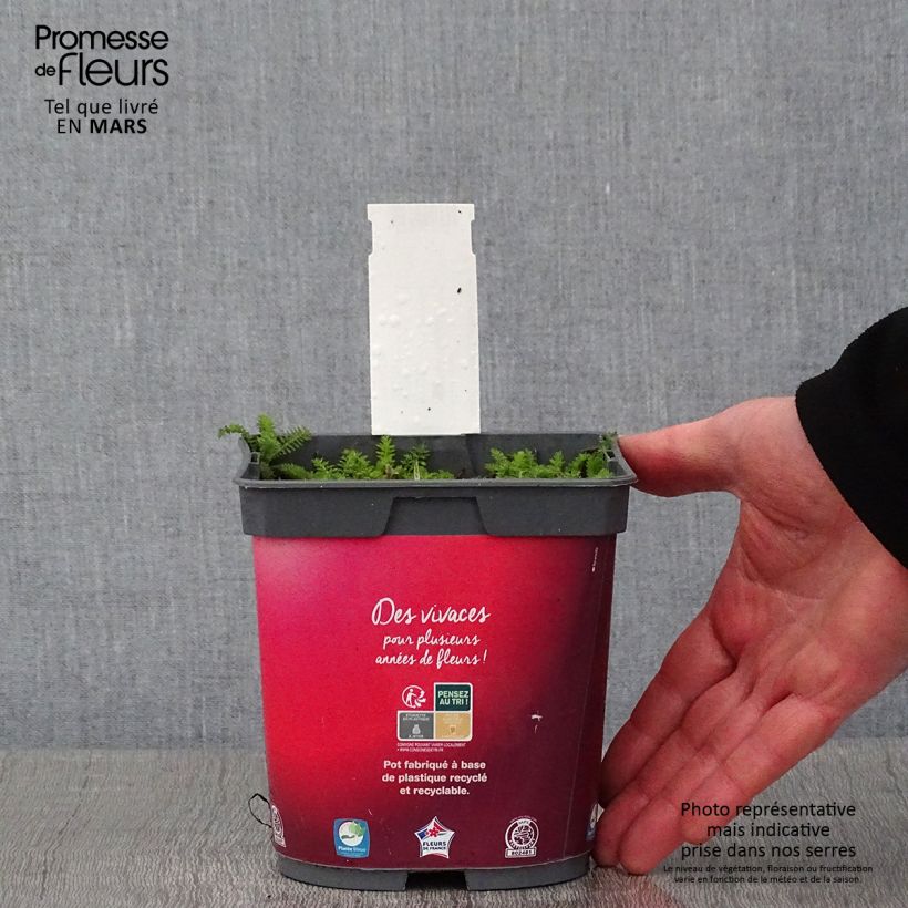 Achillea millefolium Desert Eve Red Vaso da 2L/3L esemplare consegnato in inverno