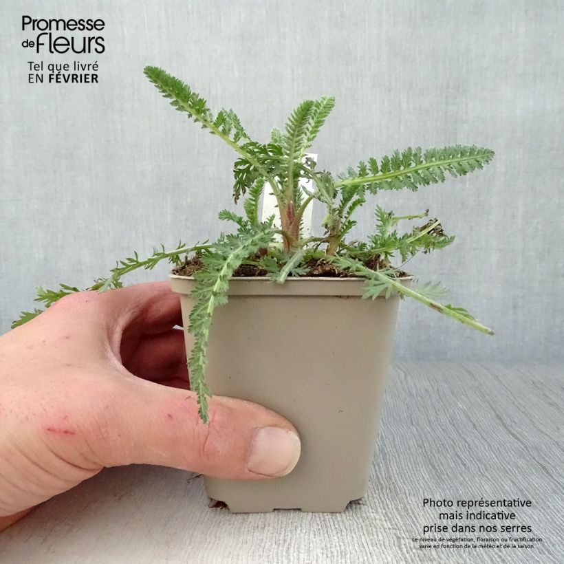 Achillea Moonshine Vasetto da 8/9 cm esemplare consegnato in inverno