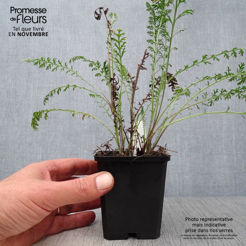 Esemplare di Achillea millefolium Walter Funcke Vasetto da 8/9 cm come consegnato in autunno