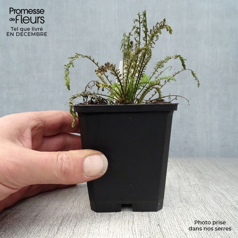 Achillea millefolium Walter Funcke Vasetto da 8/9 cm esemplare consegnato in inverno