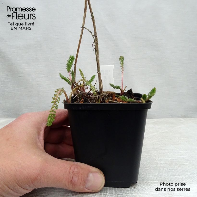 Achillea filipendulina Helios Vasetto da 8/9 cm esemplare consegnato in inverno