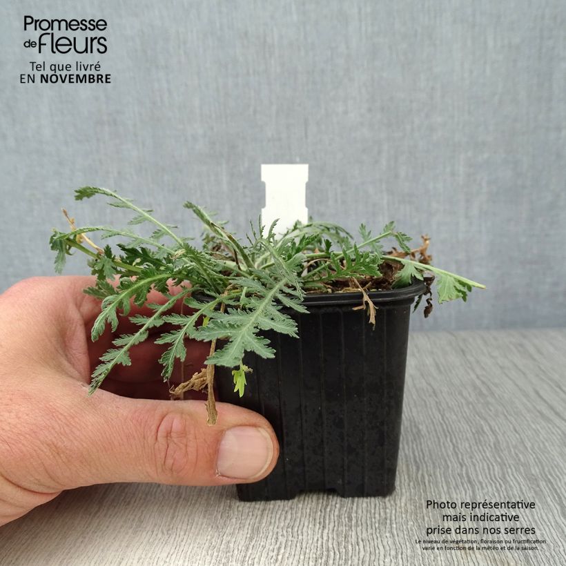 Esemplare di Achillea fillipendulina Cloth of Gold Vasetto da 8/9 cm come consegnato in autunno